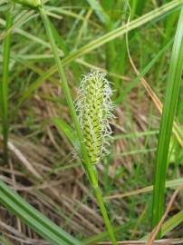 Fotografia da espécie Carex vesicaria