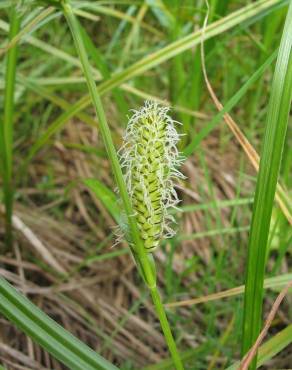 Fotografia 5 da espécie Carex vesicaria no Jardim Botânico UTAD
