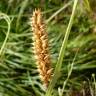 Fotografia 6 da espécie Carex vesicaria do Jardim Botânico UTAD