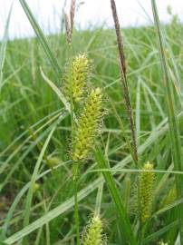 Fotografia da espécie Carex vesicaria