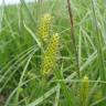 Fotografia 7 da espécie Carex vesicaria do Jardim Botânico UTAD