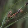 Fotografia 1 da espécie Carex trinervis do Jardim Botânico UTAD