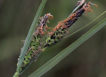 Fotografia da espécie Carex trinervis