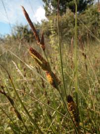 Fotografia da espécie Carex trinervis