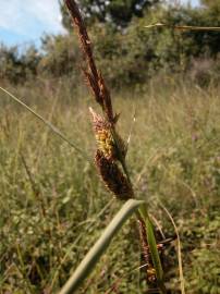 Fotografia da espécie Carex trinervis