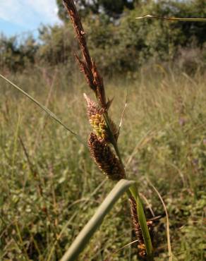 Fotografia 5 da espécie Carex trinervis no Jardim Botânico UTAD