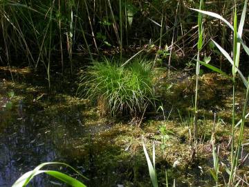 Fotografia da espécie Carex remota