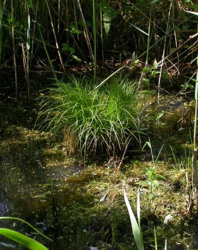 Fotografia de capa Carex remota - do Jardim Botânico