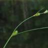 Fotografia 2 da espécie Carex remota do Jardim Botânico UTAD