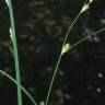 Fotografia 3 da espécie Carex remota do Jardim Botânico UTAD