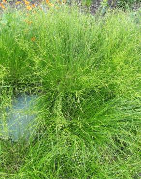 Fotografia 5 da espécie Carex remota no Jardim Botânico UTAD