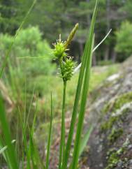 Carex viridula