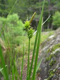 Fotografia da espécie Carex viridula