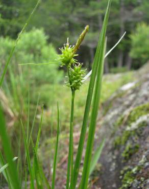 Fotografia 1 da espécie Carex viridula no Jardim Botânico UTAD