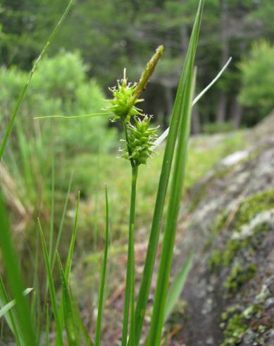 Fotografia de capa Carex viridula - do Jardim Botânico