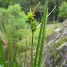 Fotografia 1 da espécie Carex viridula do Jardim Botânico UTAD