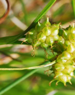 Fotografia 3 da espécie Carex viridula no Jardim Botânico UTAD