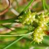 Fotografia 3 da espécie Carex viridula do Jardim Botânico UTAD