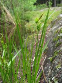 Fotografia da espécie Carex viridula