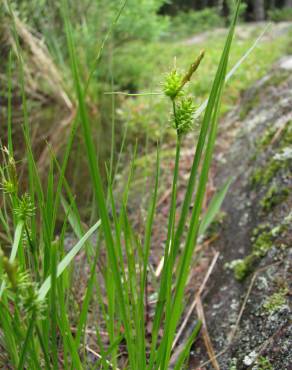 Fotografia 4 da espécie Carex viridula no Jardim Botânico UTAD