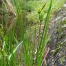 Fotografia 4 da espécie Carex viridula do Jardim Botânico UTAD