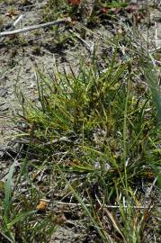 Fotografia da espécie Carex viridula