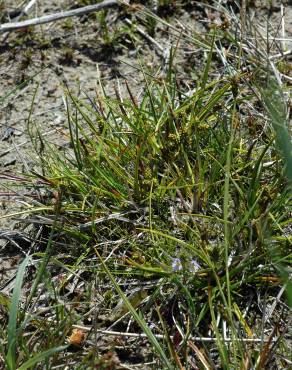 Fotografia 5 da espécie Carex viridula no Jardim Botânico UTAD