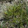 Fotografia 5 da espécie Carex viridula do Jardim Botânico UTAD