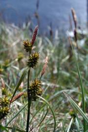 Fotografia da espécie Carex viridula