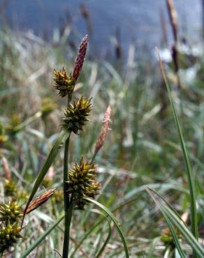 Fotografia 6 da espécie Carex viridula no Jardim Botânico UTAD