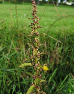 Fotografia 1 da espécie Chenopodium polyspermum no Jardim Botânico UTAD