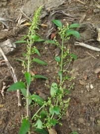 Fotografia da espécie Chenopodium polyspermum