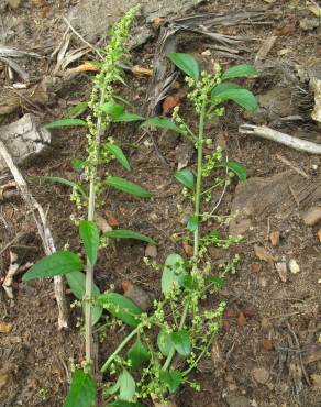 Fotografia 11 da espécie Chenopodium polyspermum no Jardim Botânico UTAD