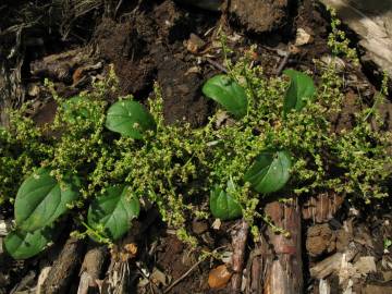 Fotografia da espécie Chenopodium polyspermum