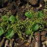 Fotografia 12 da espécie Chenopodium polyspermum do Jardim Botânico UTAD