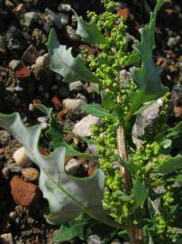 Fotografia da espécie Chenopodium glaucum