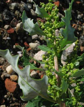 Fotografia 7 da espécie Chenopodium glaucum no Jardim Botânico UTAD