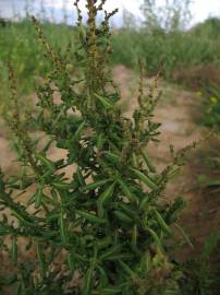 Fotografia da espécie Chenopodium glaucum