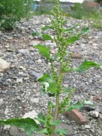 Fotografia da espécie Chenopodium glaucum