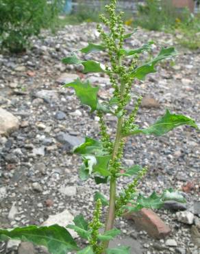 Fotografia 10 da espécie Chenopodium glaucum no Jardim Botânico UTAD