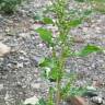 Fotografia 10 da espécie Chenopodium glaucum do Jardim Botânico UTAD