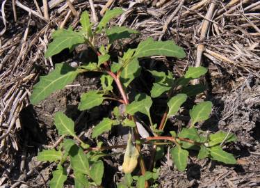 Fotografia da espécie Chenopodium glaucum