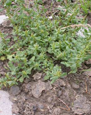 Fotografia 12 da espécie Chenopodium glaucum no Jardim Botânico UTAD