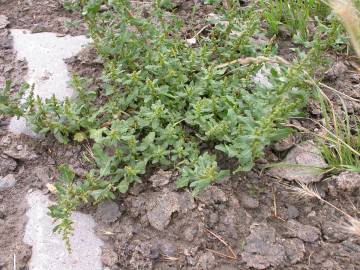 Fotografia da espécie Chenopodium glaucum