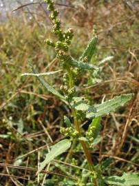 Fotografia da espécie Chenopodium glaucum