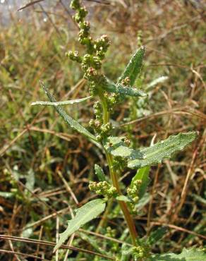 Fotografia 13 da espécie Chenopodium glaucum no Jardim Botânico UTAD