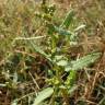 Fotografia 13 da espécie Chenopodium glaucum do Jardim Botânico UTAD