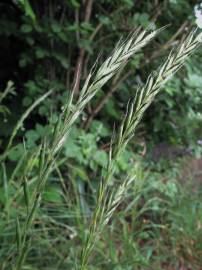 Fotografia da espécie Elymus caninus