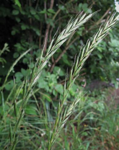 Fotografia de capa Elymus caninus - do Jardim Botânico