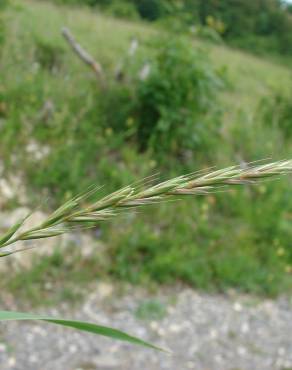 Fotografia 3 da espécie Elymus caninus no Jardim Botânico UTAD